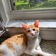 Cuddles joined the competition — help win amazing prizes! kitten, cat, orange_and_white, indoor, sunlight, window, carpet, relaxing, pet, animal, young_cat, fur, curious, cozy, home, natural_light, resting, cute, small, domestic_cat