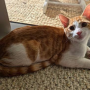 Cuddles is registered to the contest to win money with this photo: animal, carpet, cat, close_up, curious, cute, domestic_cat, feline, glass_door, indoor, lying_down, natural_light, orange_cat, pet, relaxing, striped, tail, whiskers, white_cat, young_cat