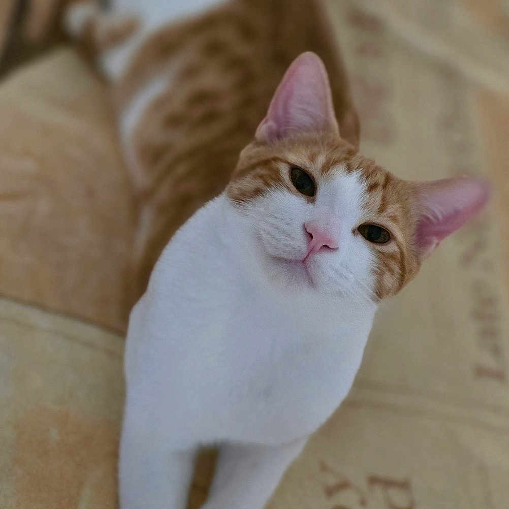 Cuddles is registered to the contest to win money with this photo: animal, blanket, cat, cozy, curious, cute, domestic_cat, ears, feline, fur, indoor, looking_at_camera, lying_down, orange_and_white, paw, pet, relaxed, soft, stretching, whiskers