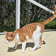 Cuddles is registered to the contest to win money with this photo: animal, cat, curious, daytime, ears, feline, greenery, nature, orange_cat, outdoor, patio, pet, quiet, shadows, side_view, sunlight, tail_up, walking, whiskers, white_paws