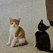 Cuddles is registered to the contest to win money with this photo: kitten, cat, ginger_cat, tortoiseshell_cat, carpet, indoor, pets, cute, feline, sitting, curious, animal, young, two_cats, brown_couch, texture, domestic, whiskers, ears, tail