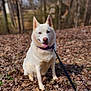 Mia is registered to the contest to win money with this photo: dog, white_dog, sitting, leash, collar, outdoor, forest, leaves, autumn, nature, tongue_out, canine, pet, animal, playful, happy, one_eye_closed, daylight, ground, fur