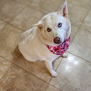 Mia is registered to the contest to win money with this photo: dog, white_dog, blue_eyes, bandana, pink_bandana, heart_pattern, pet, animal, canine, floor, tile_floor, indoor, looking_up, sitting, cute, fluffy, portrait, domestic, friendly, companion