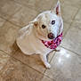 dog, white_dog, blue_eyes, bandana, pink_bandana, heart_pattern, pet, animal, canine, floor, tile_floor, indoor, looking_up, sitting, cute, fluffy, portrait, domestic, friendly, companion