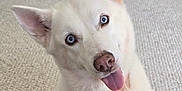 Mia is registered to the contest to win money with this photo: dog, white_dog, blue_eyes, tongue_out, head_tilt, indoor, carpet, pet, cute, canine, fur, ears, animal, companion, friendly, close_up, portrait, sitting, domestic, playful