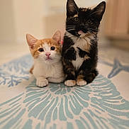 Bellatrix is registered to the contest to win money with this photo: cat, kitten, animal, pet, cute, fur, whiskers, ear, eyes, indoor, floor, carpet, pattern, two_animals, domestic_animal, small_animal, sitting, close_up, portrait, young_animal