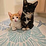 Bellatrix joined the competition — help win amazing prizes! kitten, cat, pets, animal, cute, orange_cat, black_cat, fur, whiskers, ears, eyes, indoor, floor, rug, pattern, sitting, young, adorable, companion, curious