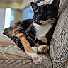 Bellatrix joined the competition — help win amazing prizes! animal, calico_cat, cat, closeup, couch, cozy, cute, domestic_animal, feline, fur, indoor, laying_down, mammal, patterned_fabric, paw, pet, relaxed, resting, sleepy, whiskers