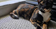 Bellatrix joined the competition — help win amazing prizes! alert, animal, carpet, cat, closeup, cozy, cute, domestic_animal, fur, home, indoor, laying, mammal, natural_light, paws, pet, relaxed, tortoiseshell, whiskers, window