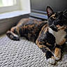 alert, animal, carpet, cat, closeup, cozy, cute, domestic_animal, fur, home, indoor, laying, mammal, natural_light, paws, pet, relaxed, tortoiseshell, whiskers, window