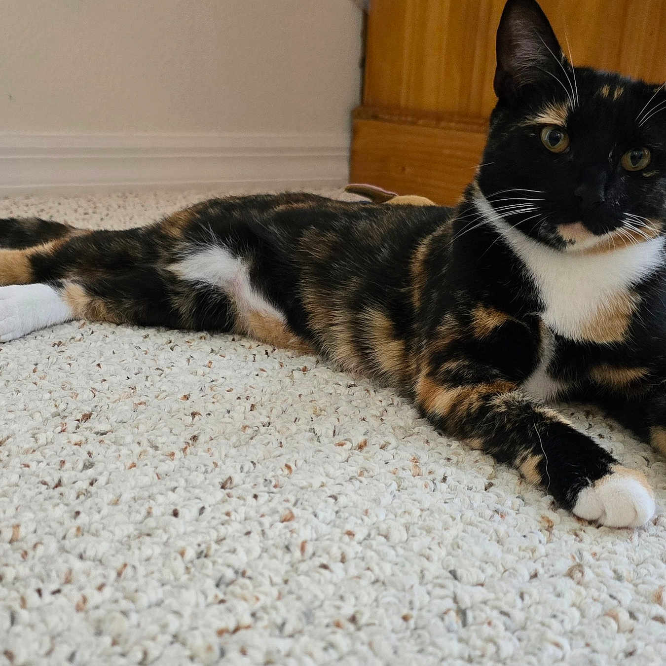 Bellatrix
