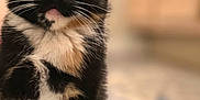 Bellatrix is registered to the contest to win money with this photo: kitten, cat, tortoiseshell, fur, whiskers, ears, eyes, paws, sitting, indoor, pet, animal, cute, curious, soft_light, closeup, portrait, background_blur, floor_mat, feline