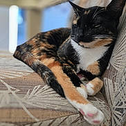 Bellatrix joined the competition — help win amazing prizes! animal, calico, cat, closeup, couch, cozy, cute, domestic, feline, fur, indoor, patterned_fabric, paws, pet, pink_pads, relaxed, resting, sleepy, soft_focus, whiskers