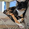 animal, calico, cat, closeup, couch, cozy, cute, domestic, feline, fur, indoor, patterned_fabric, paws, pet, pink_pads, relaxed, resting, sleepy, soft_focus, whiskers
