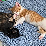 Bellatrix joined the competition — help win amazing prizes! cat, kitten, sleeping, cute, pet, animal, fur, orange_cat, tortoiseshell_cat, blue_rug, cozy, indoor, resting, paw, whiskers, closeup, adorable, feline, companion, cuddle