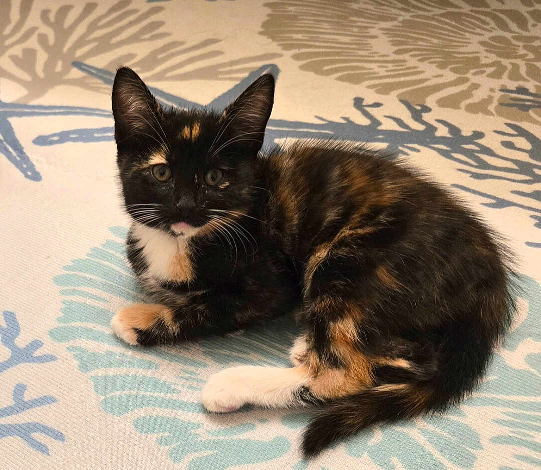 Bellatrix