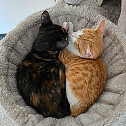 Bellatrix joined the competition — help win amazing prizes! cat, tortoiseshell_cat, orange_tabby_cat, pets, sleeping, cozy, plush_bed, fur, cute, resting, animal, indoor, companion, snuggling, soft_texture, cat_bed, relaxation, two_cats, domestic_cat, feline