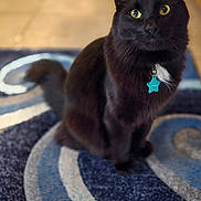 Shadow joined the competition — help win amazing prizes! cat, black_cat, pet, animal, indoor, fur, yellow_eyes, collar, tag, star_tag, curious, sitting, carpet, blue_rug, patterned_rug, floor, domestic_cat, whiskers, ears, portrait