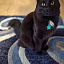 cat, black_cat, pet, animal, indoor, fur, yellow_eyes, collar, tag, star_tag, curious, sitting, carpet, blue_rug, patterned_rug, floor, domestic_cat, whiskers, ears, portrait
