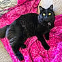 black_cat, cat, pet, animal, feline, yellow_eyes, fluffy, fur, blanket, pink, cozy, indoor, relaxed, couch, domestic, whiskers, collar, home, resting, comfort
