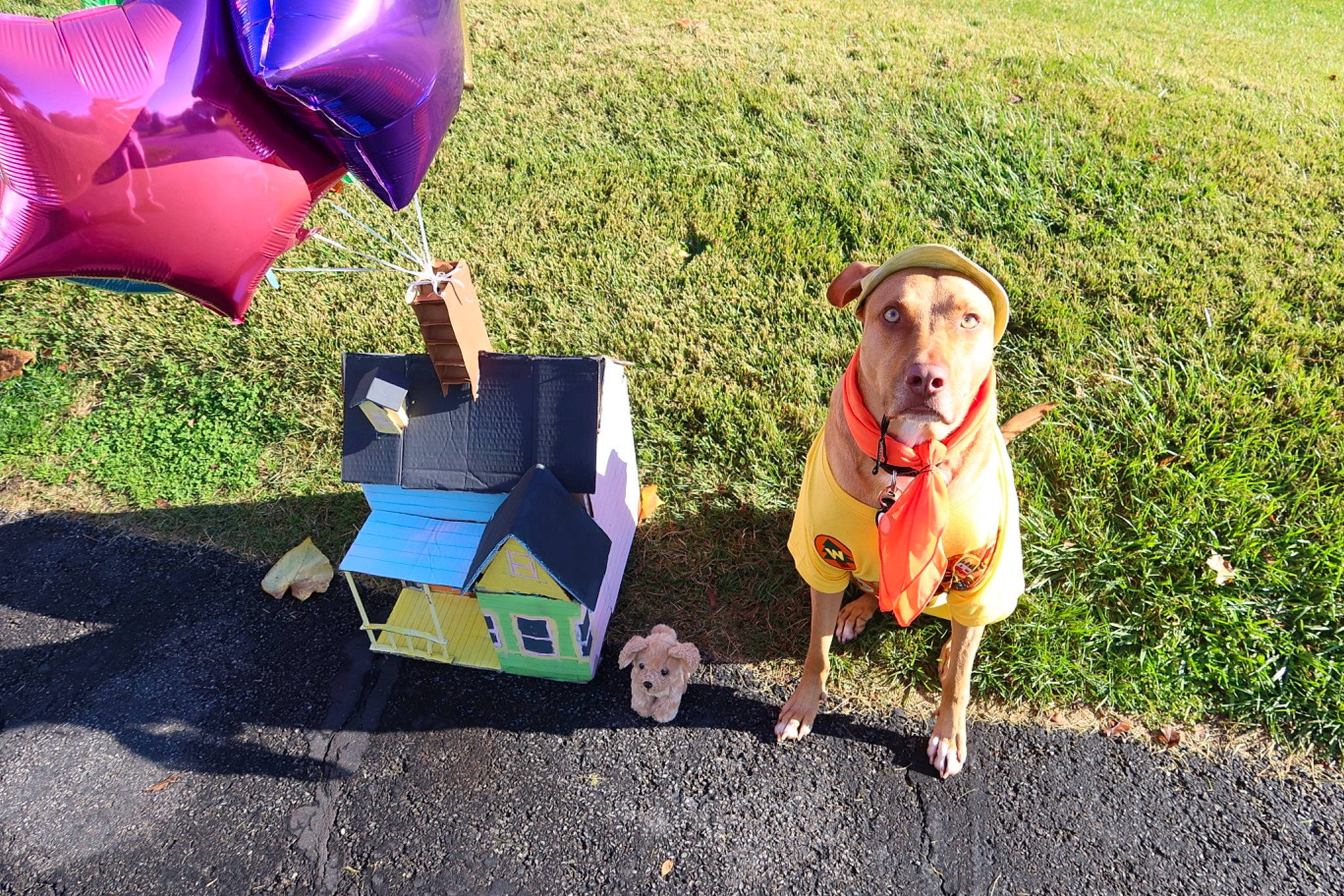 Jeter is registered to the contest to win money with this photo: carnivore, chair, collar, companion_dog, dog, dog_breed, dog_clothes, dog_collar, dog_supply, fashion_accessory, fawn, fun, grass, lawn, leash, leisure, mammal, pink, recreation, working_animal