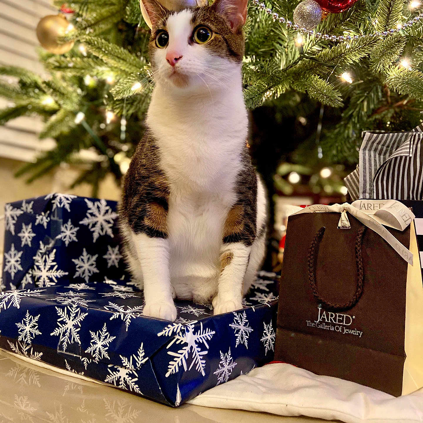 Pancake is registered to the contest to win money with this photo: animal, brown, cat, celebration, christmas_tree, decorations, festive, floor, gift_box, holiday, indoor, ornaments, pet, reflection, ribbon, shopping_bag, tabby, tree_lights, white, wrapped_present