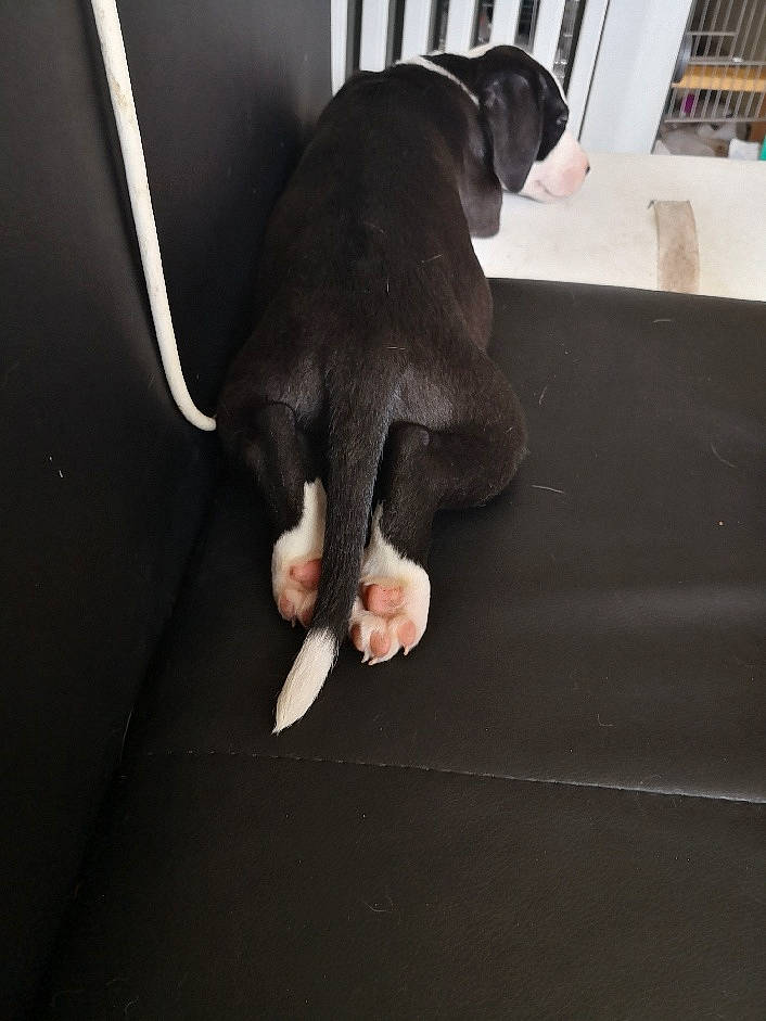 Cosmos participe au concours pour gagner de l'argent avec cette photo : canidae, carnivore, cat, companion_dog, dog, dog_breed, ear, guard_dog, hand, leg, non_sporting_group, nose, paw, puppy, skin, snout, sporting_group, tail, whiskers