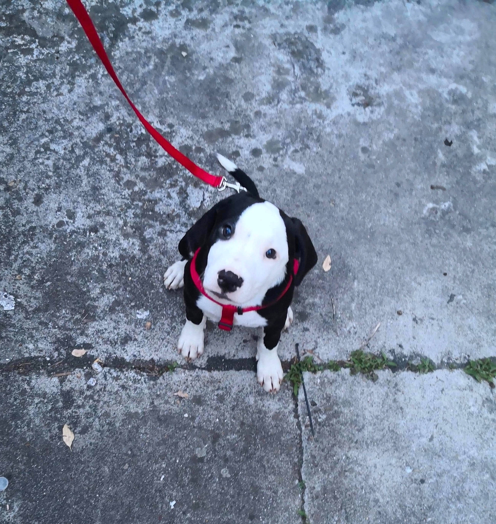 Cosmos participe au concours pour gagner de l'argent avec cette photo : adventure, boston_terrier, canidae, carnivore, dog, dog_breed, dog_collar, fashion_accessory, leash, non_sporting_group, pit_bull, puppy, snout, sporting_group, tail