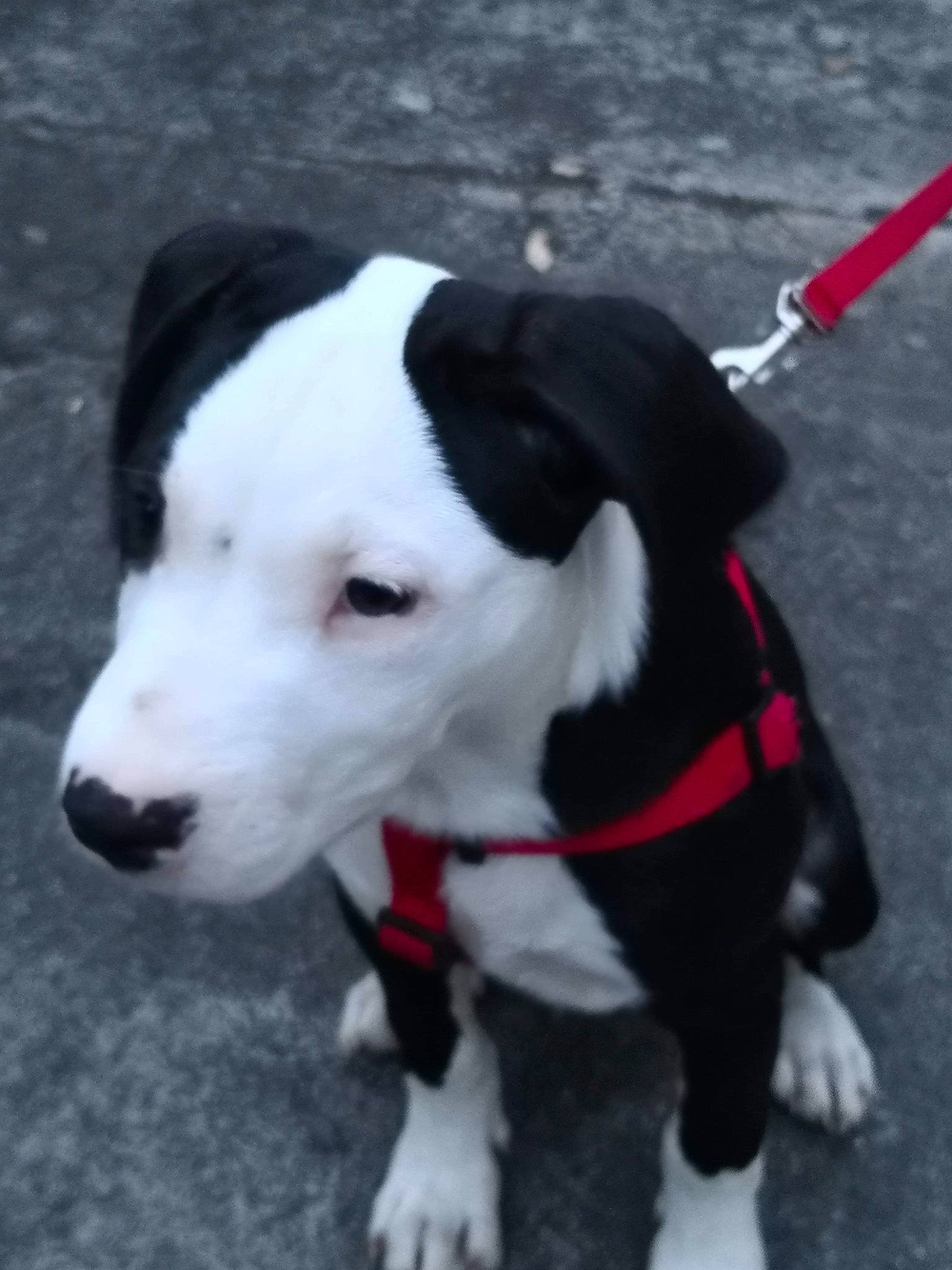 Cosmos participe au concours pour gagner de l'argent avec cette photo : adventure, american_pit_bull_terrier, american_staffordshire_terrier, canidae, carnivore, dog, dog_breed, dog_collar, mammal, non_sporting_group, pit_bull, puppy, rare_breed_dog, snout, sporting_group, tail, vertebrate