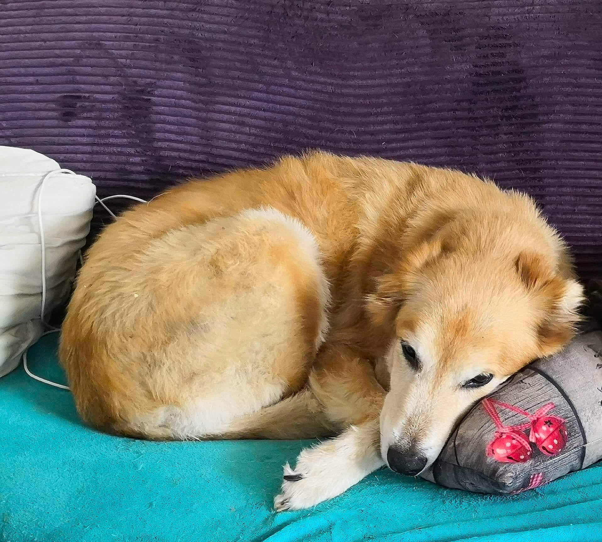 Elfie a rejoint le concours — aidez-le/la à gagner de superbes lots ! canidae, carnivore, companion_dog, dog, dog_breed, fawn, golden_retriever, mammal, nap, paw, puppy, retriever, sleep, small_greek_domestic_dog, snout, sporting_group, street_dog, vertebrate