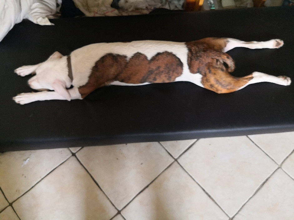 Elfie participe au concours pour gagner de l'argent avec cette photo : canidae, carnivore, companion_dog, coonhound, dog, dog_breed, feist, fur, hound, hunting_dog, lurcher, mountain_cur, nap, puppy, street_dog, tail