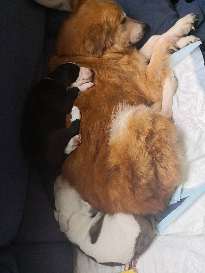 Elfie a rejoint le concours — aidez-le/la à gagner de superbes lots ! canidae, carnivore, companion_dog, dog, dog_breed, fur, golden_retriever, puppy, puppy_love, sporting_group