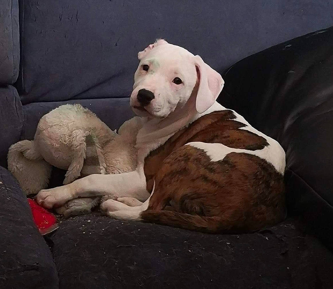 Elfie participe au concours pour gagner de l'argent avec cette photo : american_bulldog, bully_kutta, canidae, carnivore, catahoula_bulldog, companion_dog, cordoba_fighting_dog, dog, dog_breed, dogo_argentino, dogo_guatemalteco, fawn, guard_dog, mammal, non_sporting_group, pit_bull, rare_breed_dog, sporting_group, vertebrate