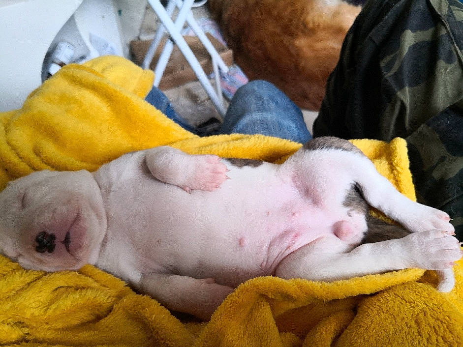 Xena participe au concours pour gagner de l'argent avec cette photo : american_bulldog, canidae, carnivore, child, companion_dog, dog, dog_breed, fawn, french_bulldog, nap, non_sporting_group, old_english_bulldog, olde_english_bulldogge, puppy, puppy_love, sleep, snout, sporting_group, toy_bulldog, white_english_bulldog