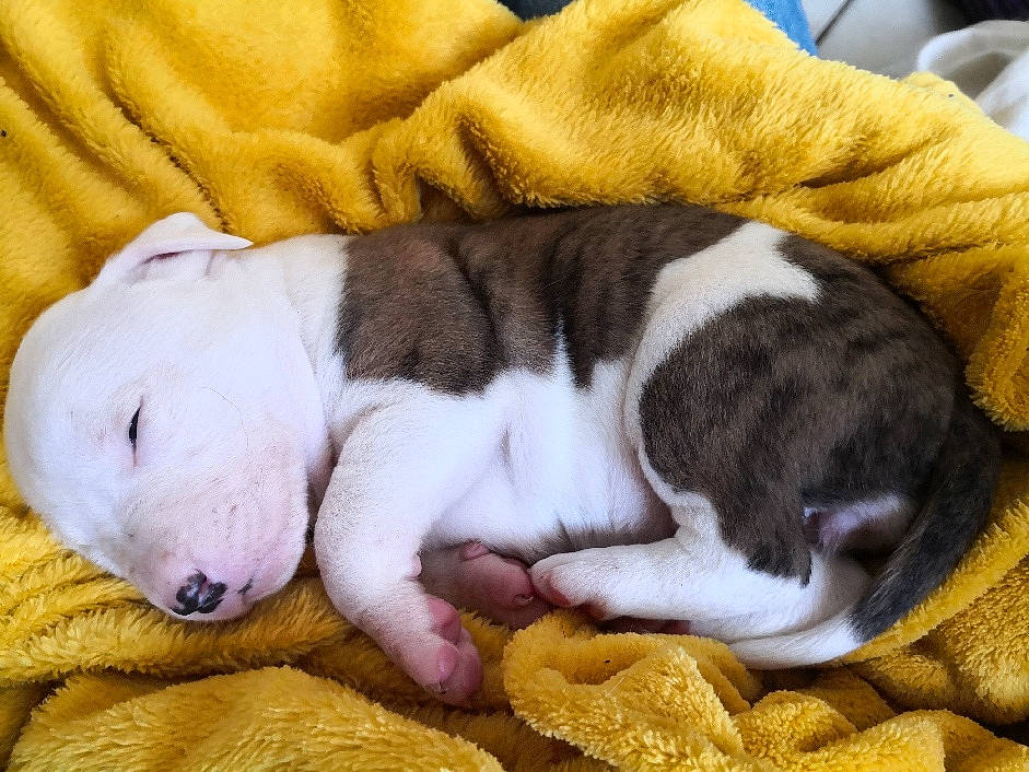 Xena participe au concours pour gagner de l'argent avec cette photo : american_bulldog, american_staffordshire_terrier, australian_bulldog, canidae, carnivore, companion_dog, dog, dog_breed, fawn, mammal, nap, non_sporting_group, old_english_bulldog, olde_english_bulldogge, puppy, puppy_love, snout, toy_bulldog, valley_bulldog, vertebrate