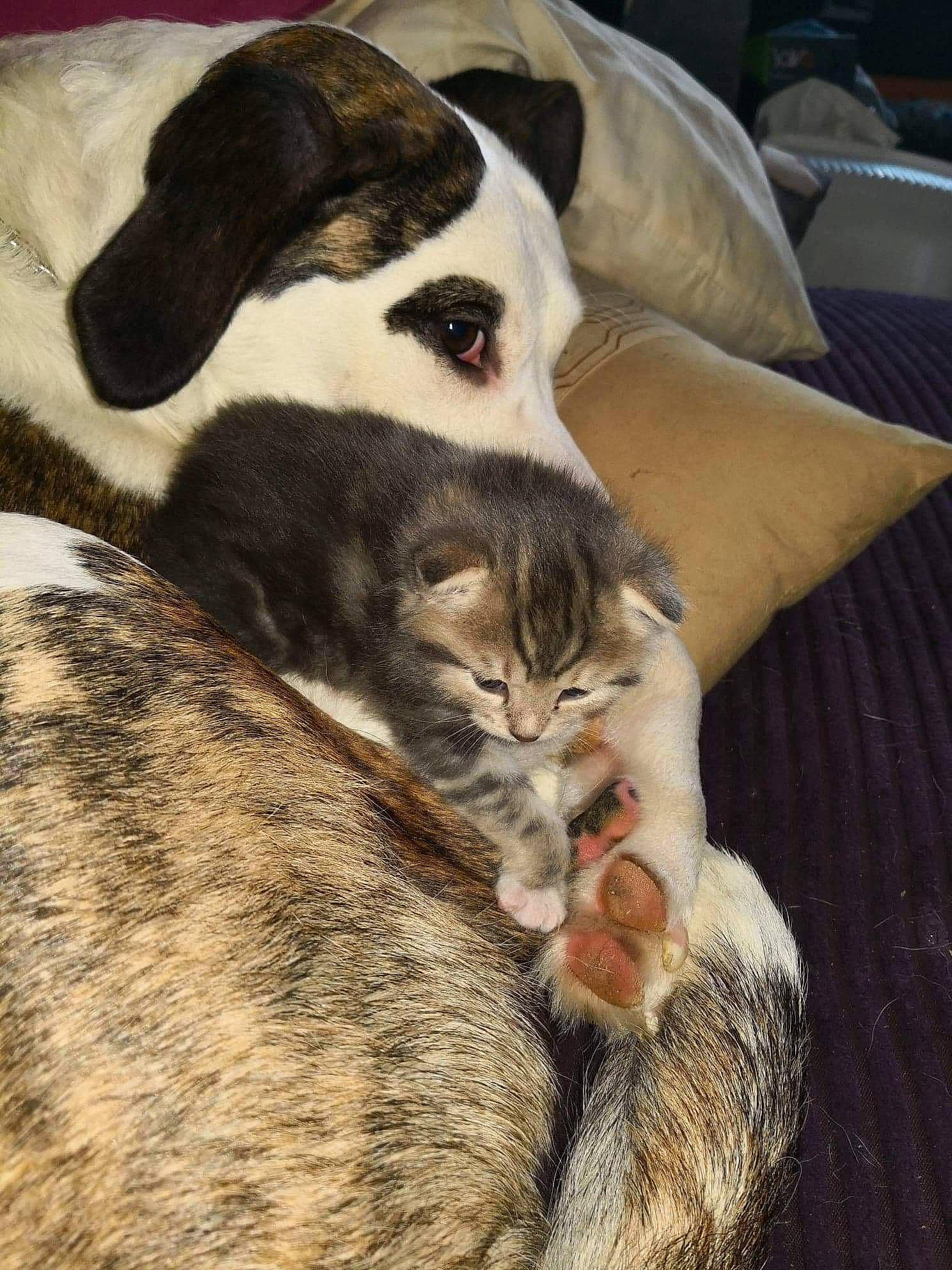 Narko a rejoint le concours — aidez-le/la à gagner de superbes lots ! asian, canidae, carnivore, cat, domestic_short_haired_cat, ear, european_shorthair, felidae, fur, kitten, nap, oriental_longhair, small_to_medium_sized_cats, snout, tabby_cat, tail, whiskers