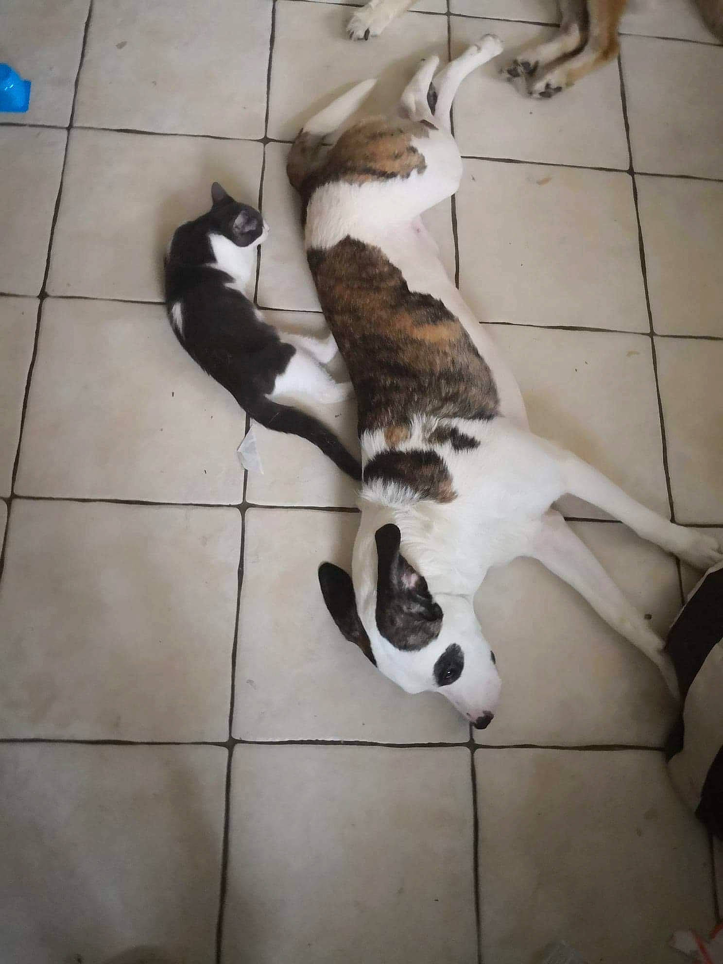 Narko a rejoint le concours — aidez-le/la à gagner de superbes lots ! american_bulldog, american_pit_bull_terrier, american_staffordshire_terrier, bull_terrier, canidae, carnivore, dog, dog_breed, fawn, non_sporting_group, pit_bull, pointer, sporting_group, street_dog, tail