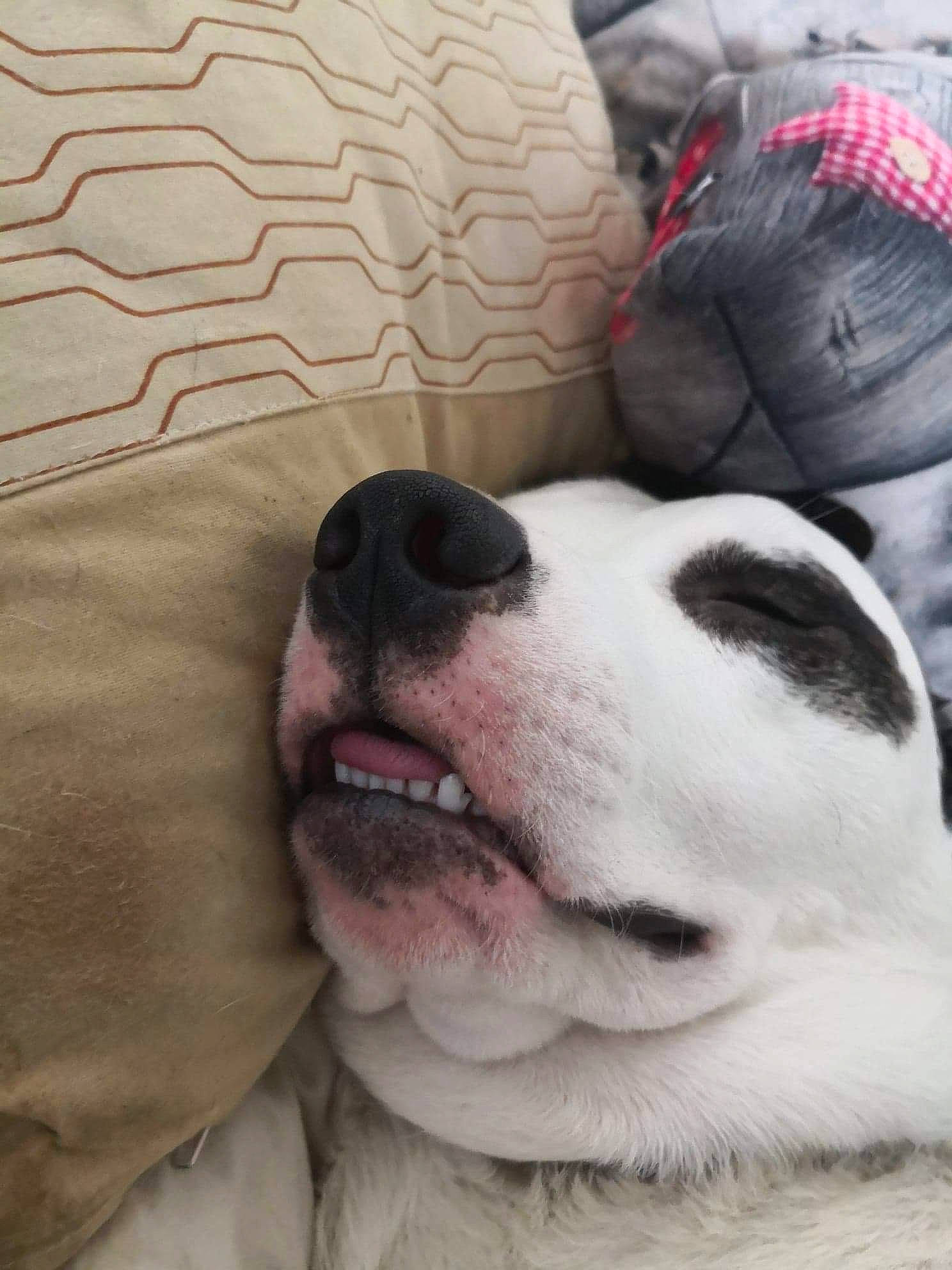 Narko a rejoint le concours — aidez-le/la à gagner de superbes lots ! american_bulldog, american_pit_bull_terrier, american_staffordshire_terrier, canidae, carnivore, companion_dog, dog, dog_breed, dogo_argentino, head, mammal, nap, non_sporting_group, nose, pit_bull, puppy, puppy_love, rare_breed_dog, snout, valley_bulldog