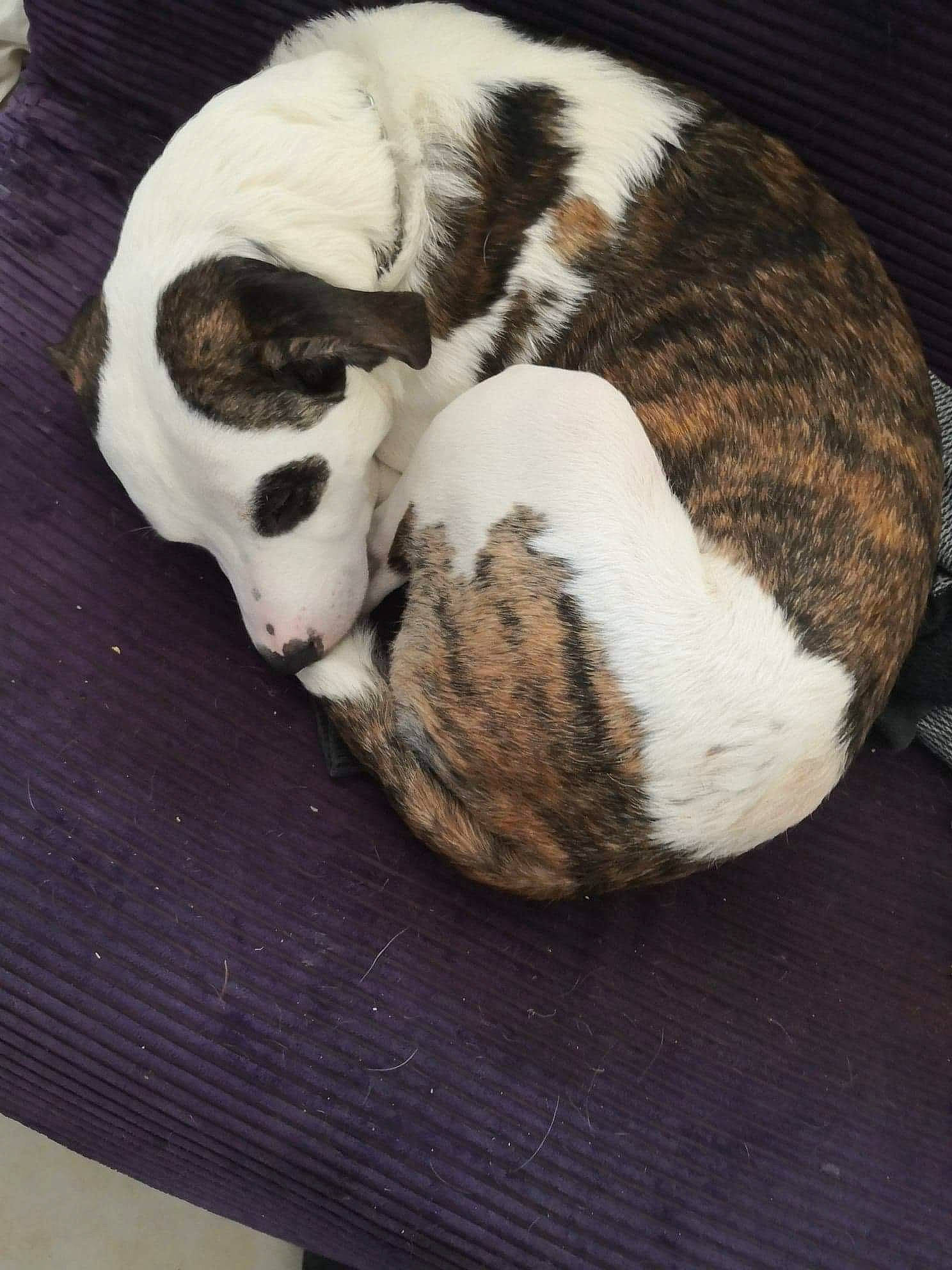 Narko a rejoint le concours — aidez-le/la à gagner de superbes lots ! canidae, carnivore, cat, dog, dog_breed, ear, felidae, fur, nap, puppy, sleep, small_to_medium_sized_cats, tail, whiskers