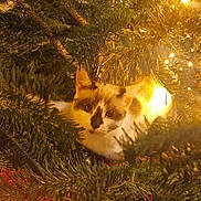 Peluche a rejoint le concours — aidez-le/la à gagner de superbes lots ! cat, christmas_tree, pine_needles, holiday_lights, festive, animal, pet, feline, greenery, decorations, warm_lighting, indoors, curious, cozy, nature, fur, whiskers, closeup, seasonal, celebration