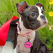 Majo joined the competition — help win amazing prizes! animal, bag, boston_terrier, collar, colorful, cute, dog, flower, garden, grass, greenery, name_tag, nature, outdoor, penguin_toy, pet, plush_toy, puppy, sitting, small_dog