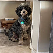 Ozzie joined the competition — help win amazing prizes! basket, black_and_gray_fur, carpet, collar, curly_coat, dog, doorway, furniture, home_decor, home_sign, household, indoors, pet_tag, portrait, serious_expression, shelf, sitting, tile_floor, white_fur, wooden_decor