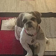 Maize is registered to the contest to win money with this photo: animal, brown, canine, carpet, collar, companion, curious, cute, dog, domestic_animal, floor, fur, home, indoor, mammal, pattern, pet, small_dog, standing, white