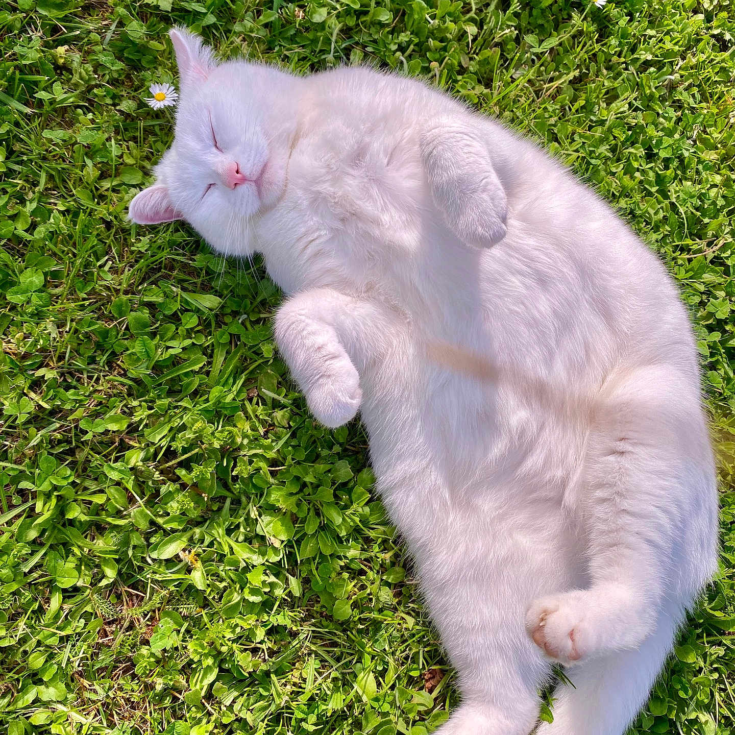Crystal participe au concours pour gagner de l'argent avec cette photo : angora, animal, backyard, cat, field, grass, grassland, green, kitten, lawn, manx, nature, outdoors, person, pet, plant, siamese, sleeping, white, yard