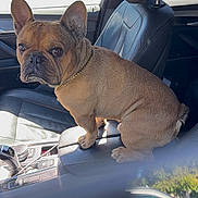 Chubbz joined the competition — help win amazing prizes! dog, french_bulldog, pet, leather_seat, car_interior, armrest, window, sunlight, chain, brown_dog, vehicle, parked_car, side_mirror, dashboard, seat, daylight, reflection, automobile, companion, indoor