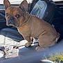 dog, french_bulldog, pet, leather_seat, car_interior, armrest, window, sunlight, chain, brown_dog, vehicle, parked_car, side_mirror, dashboard, seat, daylight, reflection, automobile, companion, indoor