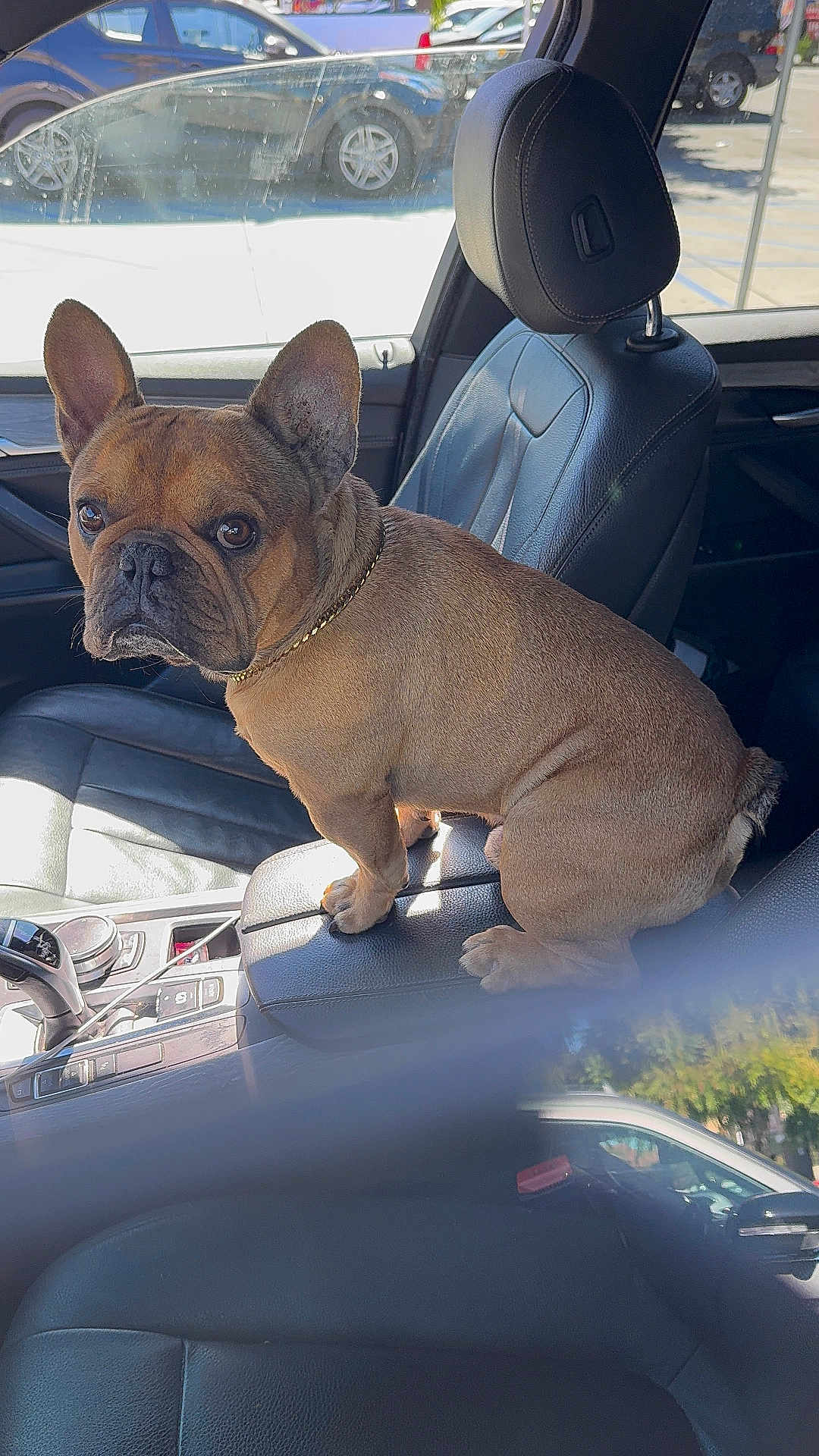 Chubbz joined the competition — help win amazing prizes! dog, french_bulldog, pet, leather_seat, car_interior, armrest, window, sunlight, chain, brown_dog, vehicle, parked_car, side_mirror, dashboard, seat, daylight, reflection, automobile, companion, indoor