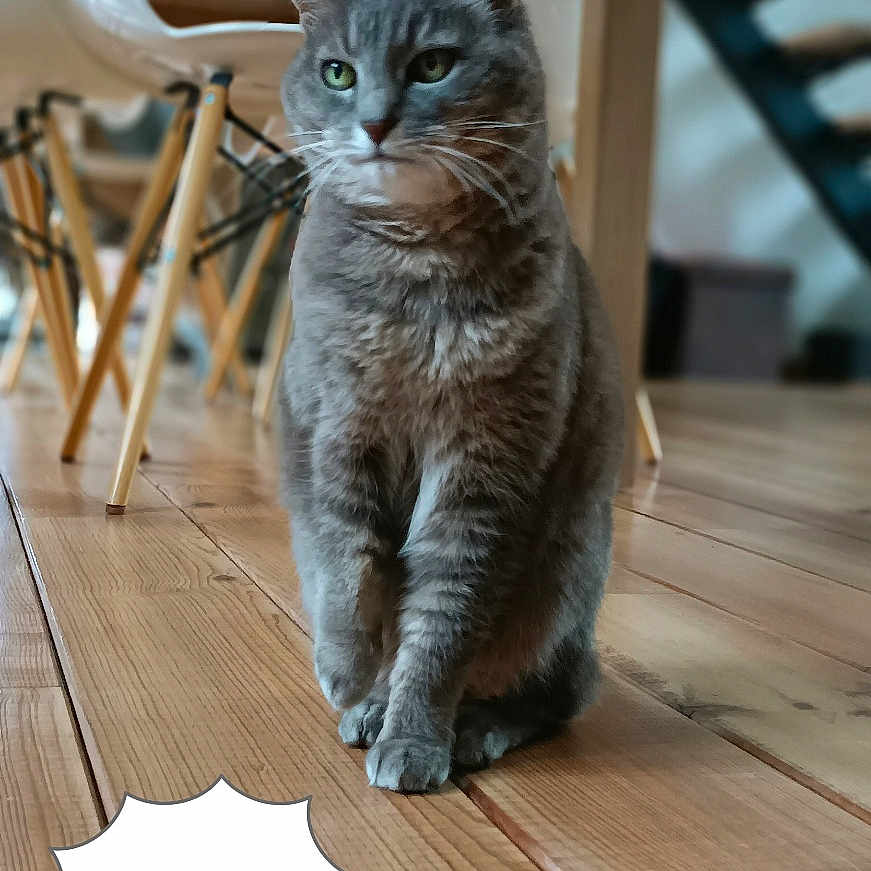 Daisy participe au concours pour gagner de l'argent avec cette photo : animal, architecture, building, cat, chair, diningtable, furniture, handrail, hardwood, house, housing, indoors, interiordesign, kitten, manx, pet, plywood, staircase, table, wood