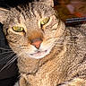 Tigger joined the competition — help win amazing prizes! animal, background, cat, close_up, domestic_animal, ears, eyes, face, feline, flash, fur, indoor, looking, nose, pet, portrait, tabby_cat, television, text_overlay, whiskers