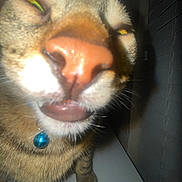 Tigger joined the competition — help win amazing prizes! animal, blue_bell, blurry, cat, close_up, collar, dark, eye, face, funny_expression, fur, indoor, mouth, nose, pet, sleepy, tabby, teeth, tongue, whiskers